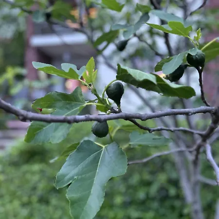 Zöldfüge Balatonfůzfő