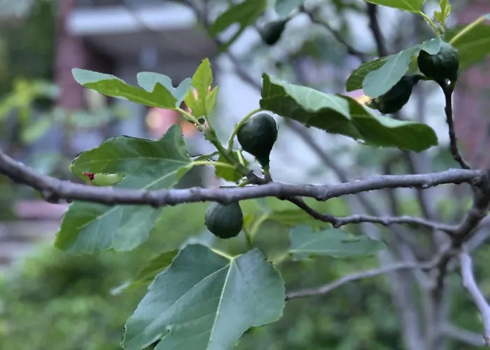 Zoeldfuege Balatonfůzfő